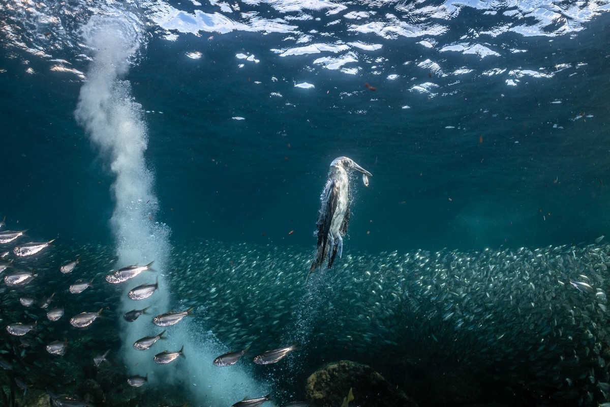 silber in bird behavior, bpoty 2023. 'blue footed fishing dive'