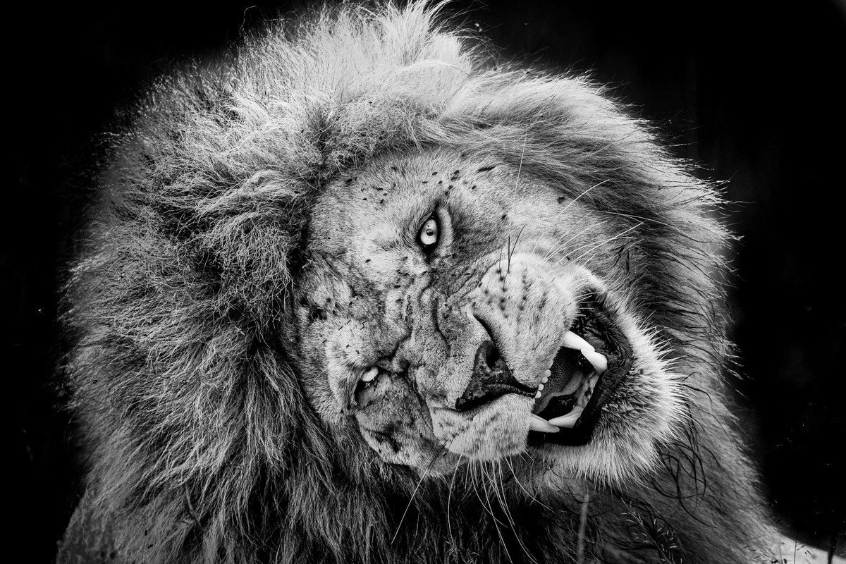 LION (Panthera leo), DANS LE PARC DU SERENGETI. TANZANIE. AFRIQUEESPECE VULNERABLE (UICN) VULION (Panthera leo), IN THE SERENGETI NATIONAL PARK. TANZANIE. AFRICA VULNERABLE (IUCN)© Photo Alain ERN ...