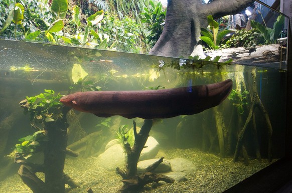 Der Zitteraal aus dem Zoo Zürich ist tot.