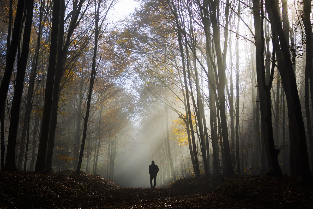 Ein Spaziergaenger geht durch den herbstlichen Wald, am Freitag, 7. November 2025 bei Muehleberg. (KEYSTONE/Peter Klaunzer)