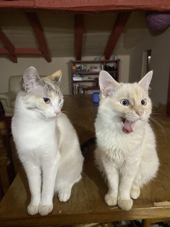 cute news animal tier katze cat

https://www.reddit.com/r/cats/comments/tn9fj2/there_is_always_that_one_person_ready_to_ruin_the/