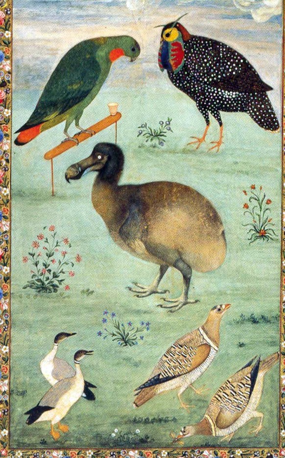 Eine der wenigen realistischen Abbildungen eines lebenden Dodos (Mitte) schuf der indische Maler Mansur zu Beginn des 17. Jahrhunderts.