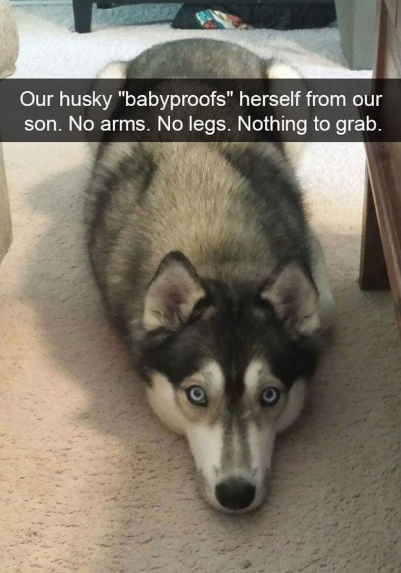 Moon Moon Husky
http://imgur.com/gallery/3U1Uo