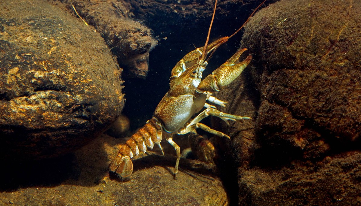 Bilder der Erde Steinkrebs, Stein-Krebs, Bachkrebs, Bach-Krebs (Astacus torrentium, Austropotamobius torrentium, Potamobius torrentium, Astacus saxatilis), Maennchen, Deutschland Stone crayfish, Torre ...