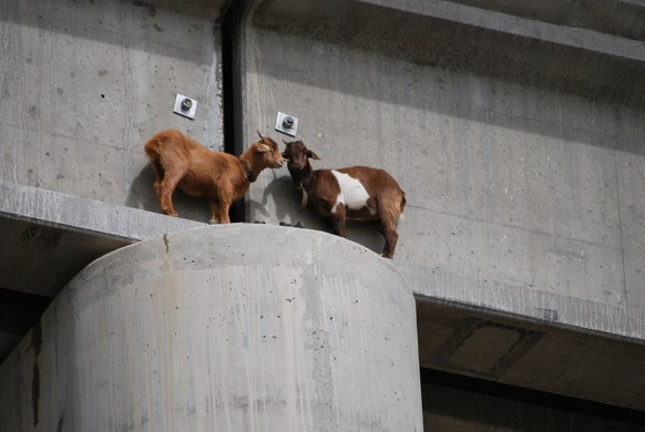 In this Sept. 1, 2010 photo, two goats are stranded on a railroad bridge south of Roundup, Mont. The goats were rescued after nearly two days and are in good condition. (AP Photo/Courtesy of Sandy Chu ...