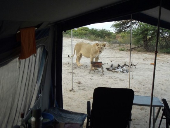 In Botswana noch möglich: Löwen ganz nah.<br data-editable="remove">