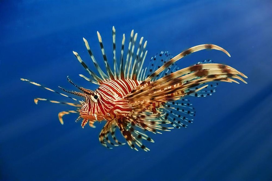 Feuerfisch, Pterois volitans