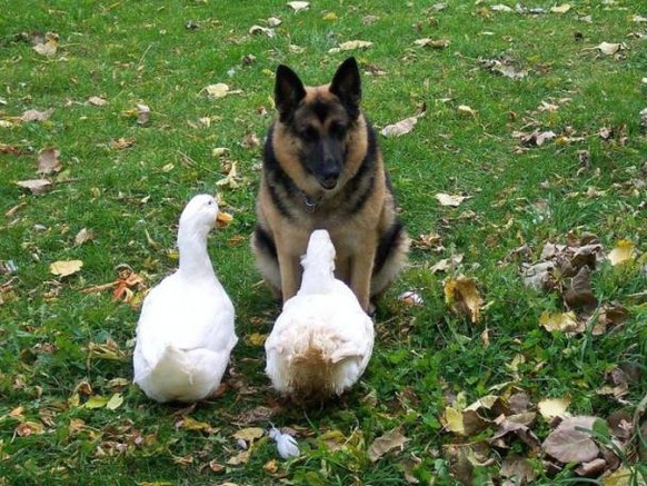 Hund und Enten, Morgenappell.
Cute News
http://www.ebaumsworld.com/pictures/animal-cuteness-overload/83383211/