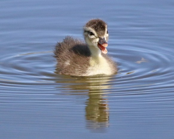 nice news baby duck https://imgur.com/t/aww/63pPeLH