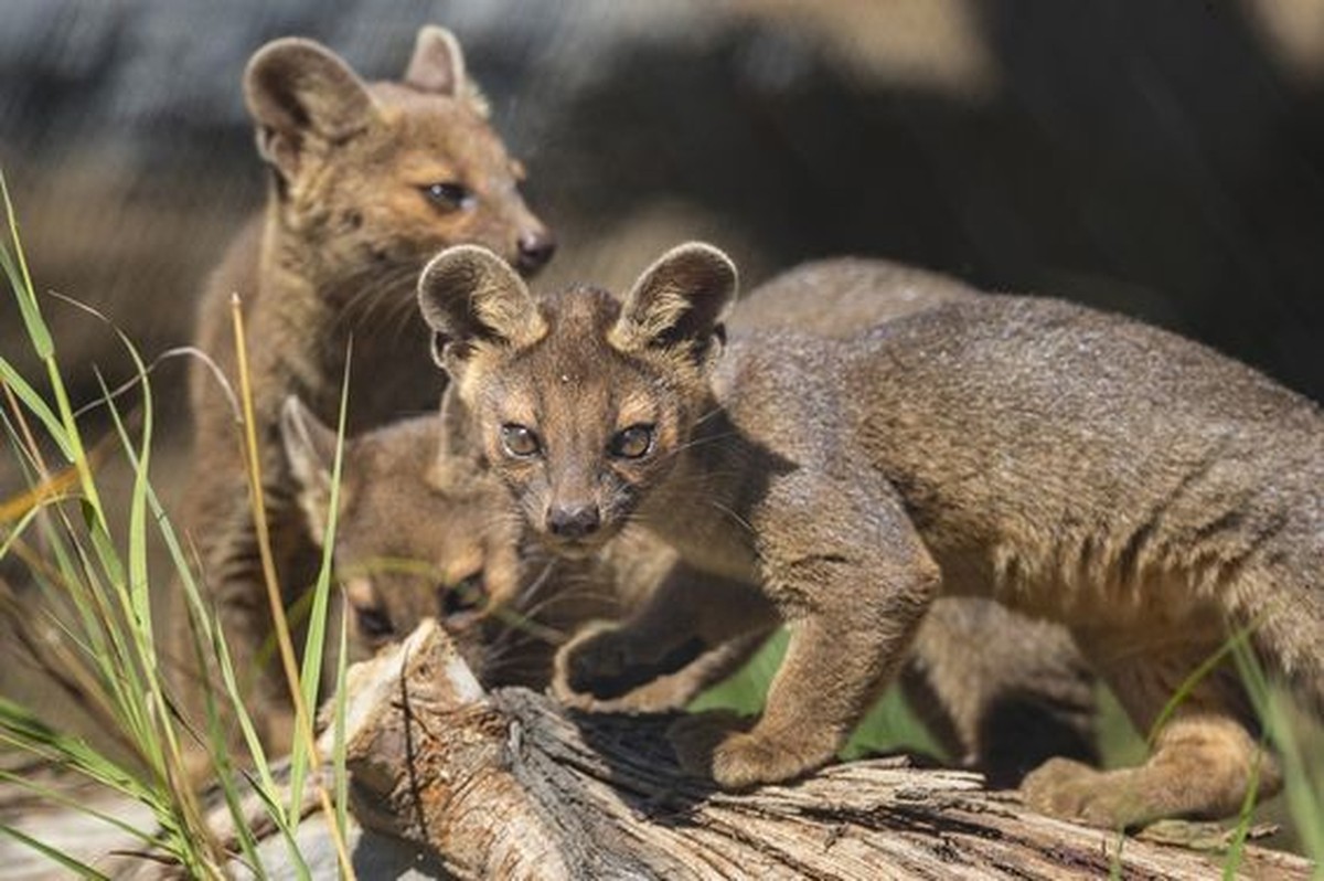 cute news tier fossa

https://ch.pinterest.com/pin/671599363169343752/