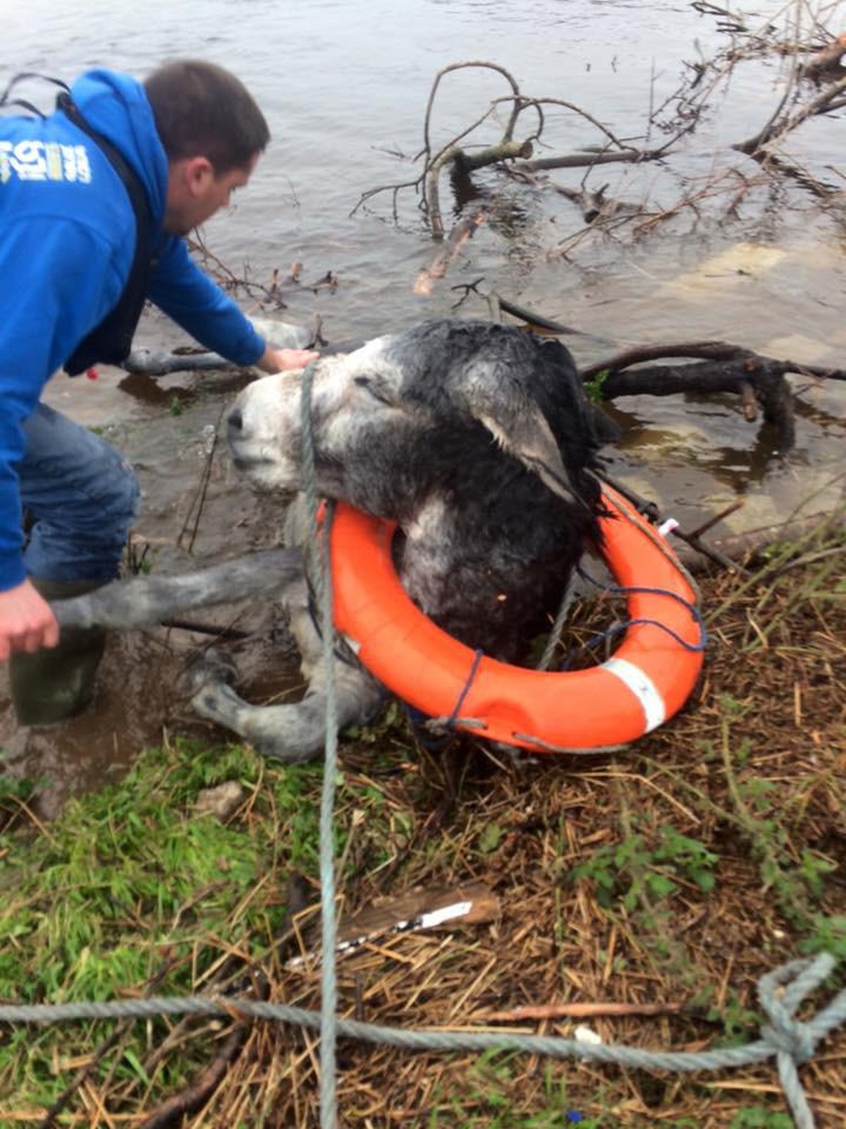 Tierrettung Hochwasser Flut