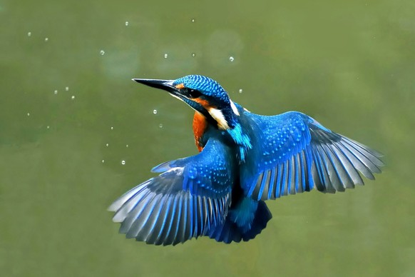 cute news tier eisvogel