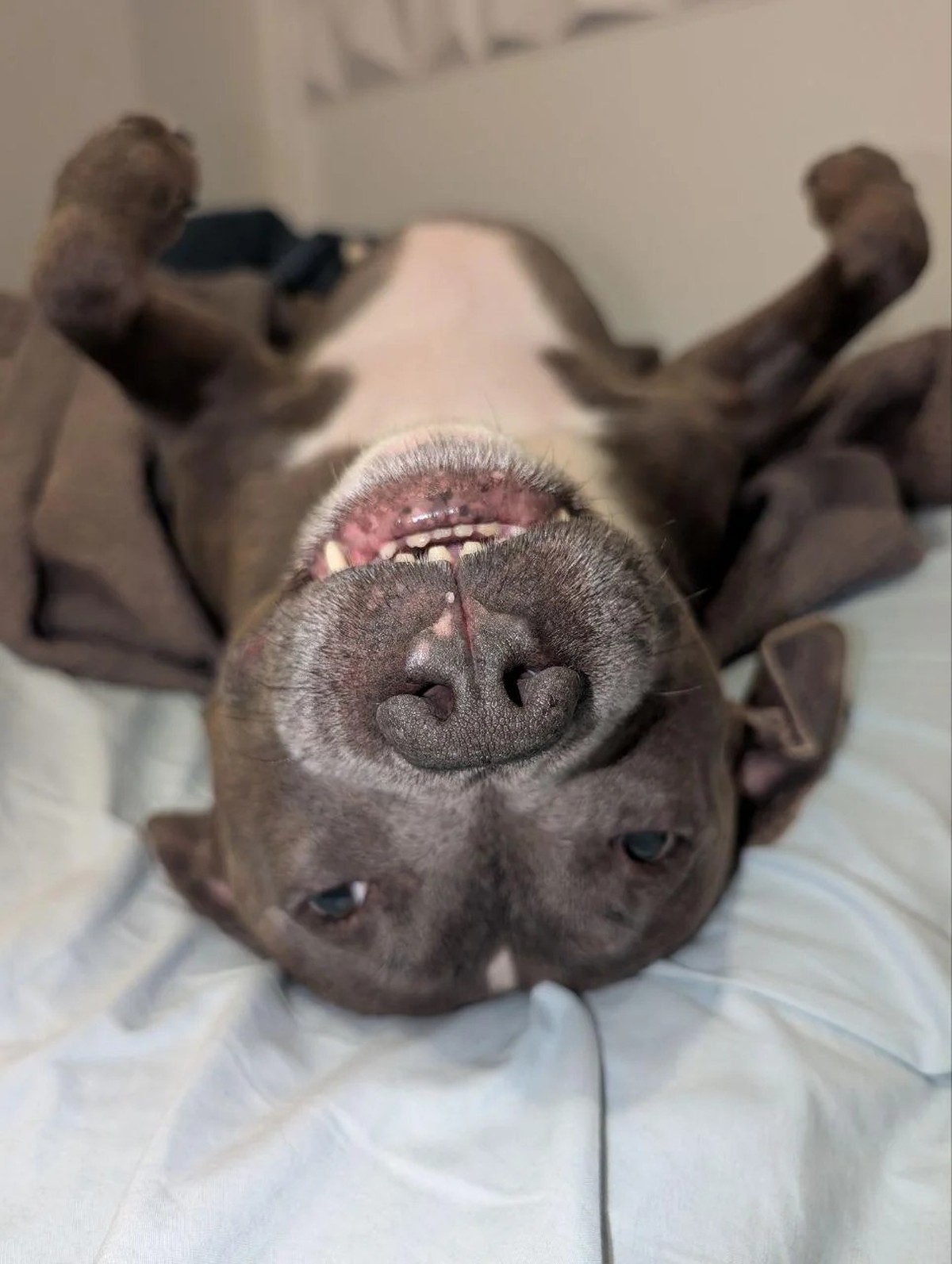 cute news tier hund

https://www.reddit.com/r/aww/comments/1juw6dk/this_is_max/