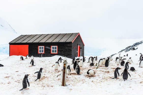 Pinguine vor dem Postamt.