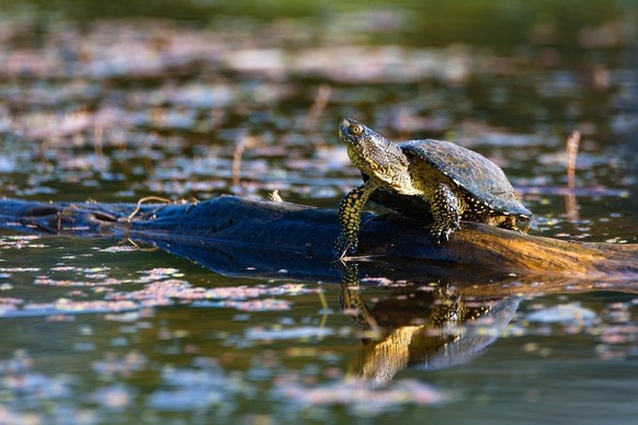 Europäische Sumpfschildkröte.