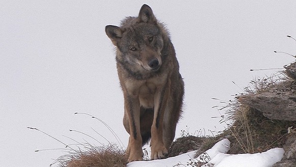 Neugierde: Wer heult denn da? Der Wolf kann sich keinen Reim auf diese unerwarteten Laute machen.