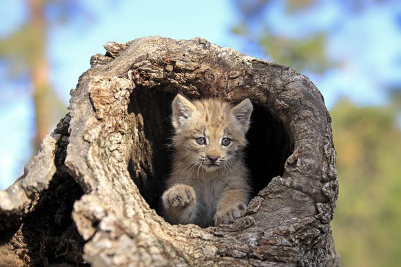 Kanadaluchs Lynx canadensis, Jungtier, Bau, Baum, acht Wochen alt, Montana, USA, Nordamerika Canada lynx Lynx canadensis, young, den, tree, eight weeks old, Montana, USA, North America Copyright: imag ...
