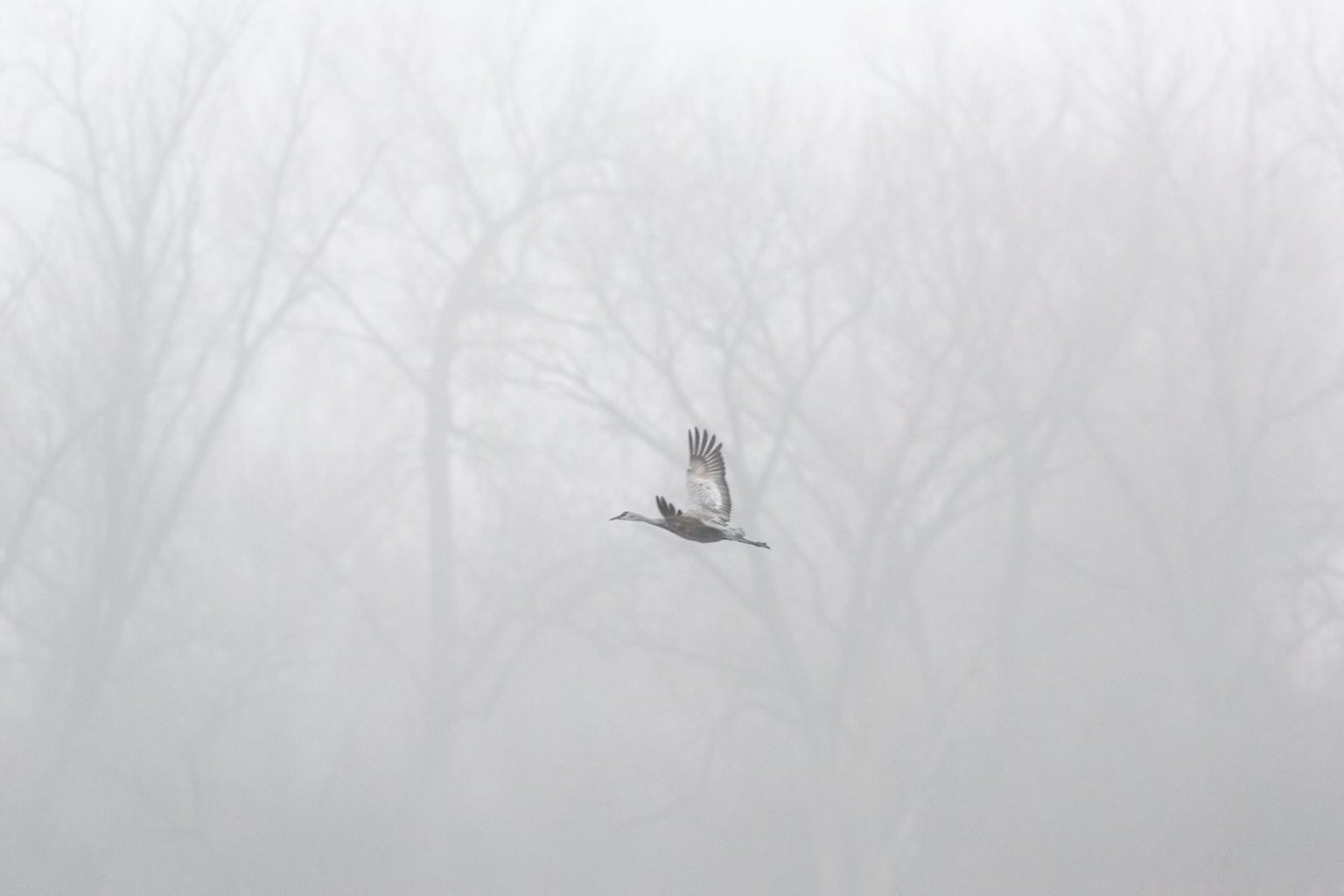 Als wär's ein Gemälde von einem japanischen Meister: Kranich im Nebel. Seufz.