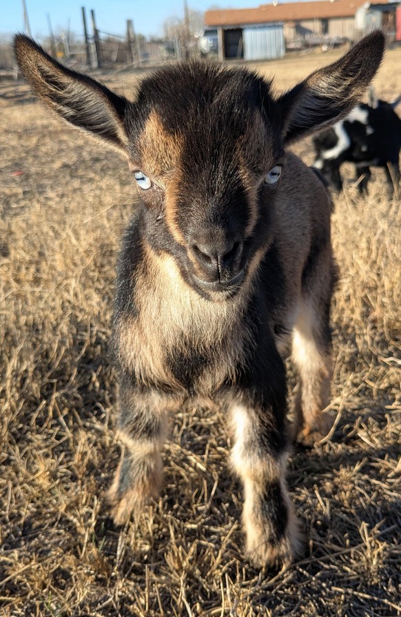 cute news tier ziege

https://www.reddit.com/r/babygoats/comments/1r76vtd/what_a_cutie/