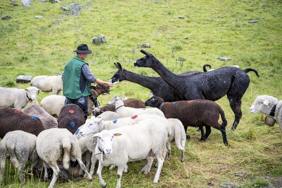 Zwei Lamas werden fuer den Herdenschutz einer Schafherde eingesetzt, anlaesslich einer Medienfuehrung oberhalb von Wannelen im Schaechental im Kanton Uri am Freitag, 14. August 2020. Diese Alp bei Wan ...