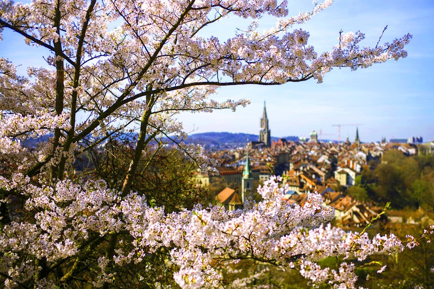 Bluehende Japanische Kirschbaeume, (auch Yoshino Kirschbaum, lat. Prunus yedoensis) bereichern am Donnerstag, 30. Maerz 2017 die Sicht auf die Altstadt von Bern. (KEYSTONE/Alessandro della Valle)