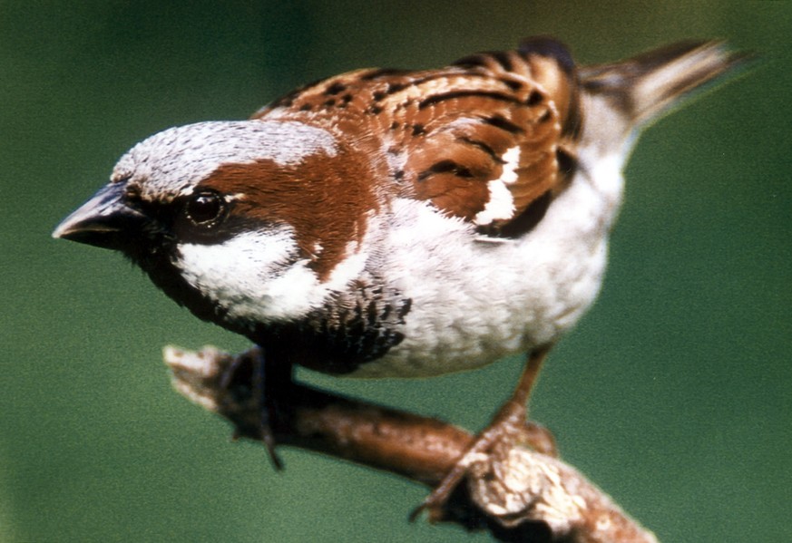 Das undatierte Archivbild zeigt einen Haussperling. Der 14-16 cm grosse Singvogel, der besonders durch seinen grossen Kopf und dem kraeftigen Schnabel auffaellt, wurde vom Naturschutzbund Deutschland  ...