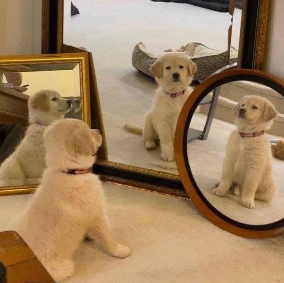 cute news tier hund

https://ch.pinterest.com/pin/9429480466158383/