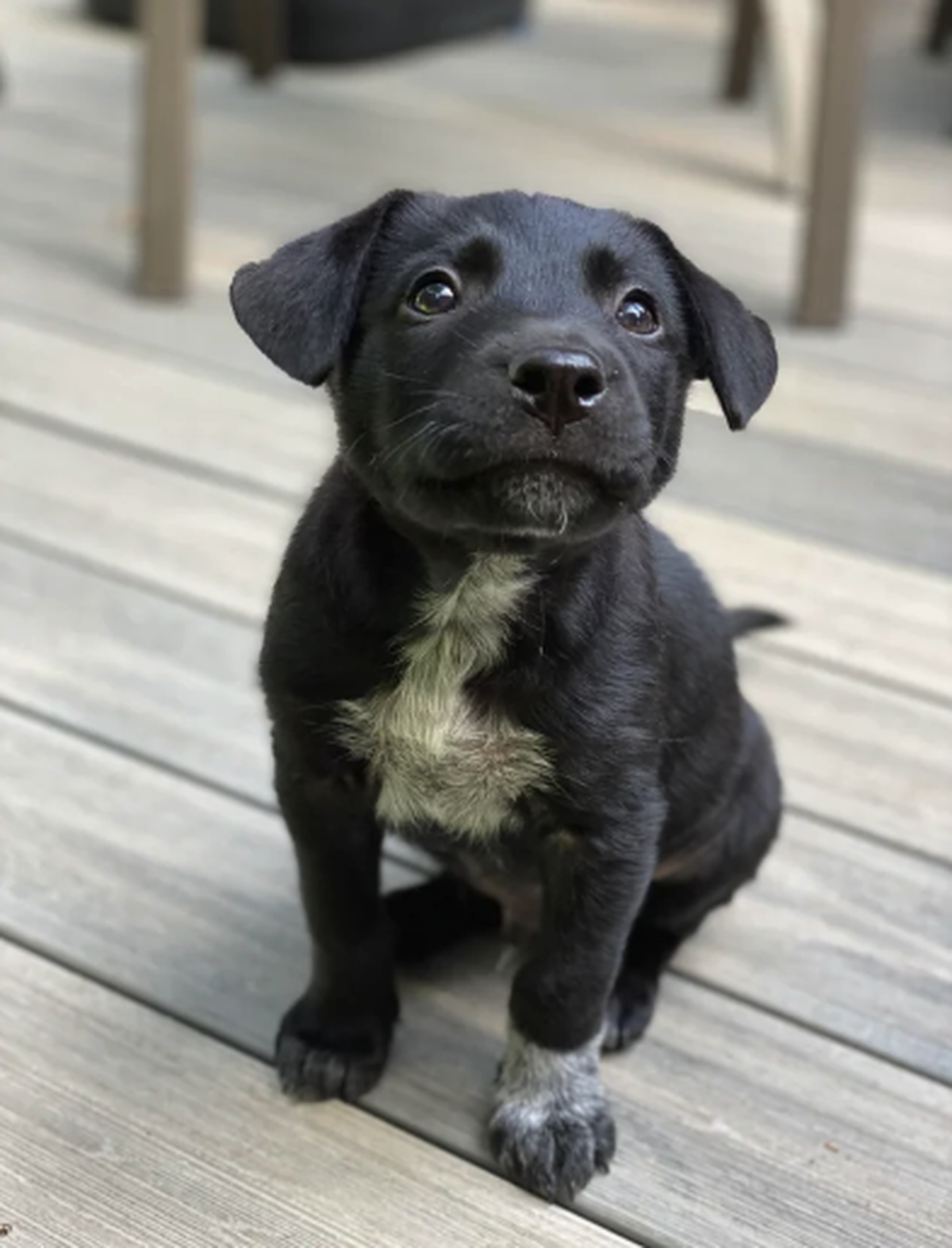 Doggo schwarz klein

https://www.reddit.com/r/dogpictures/comments/1dha3r4/what_did_your_dog_look_like_as_a_pup_vs_now/