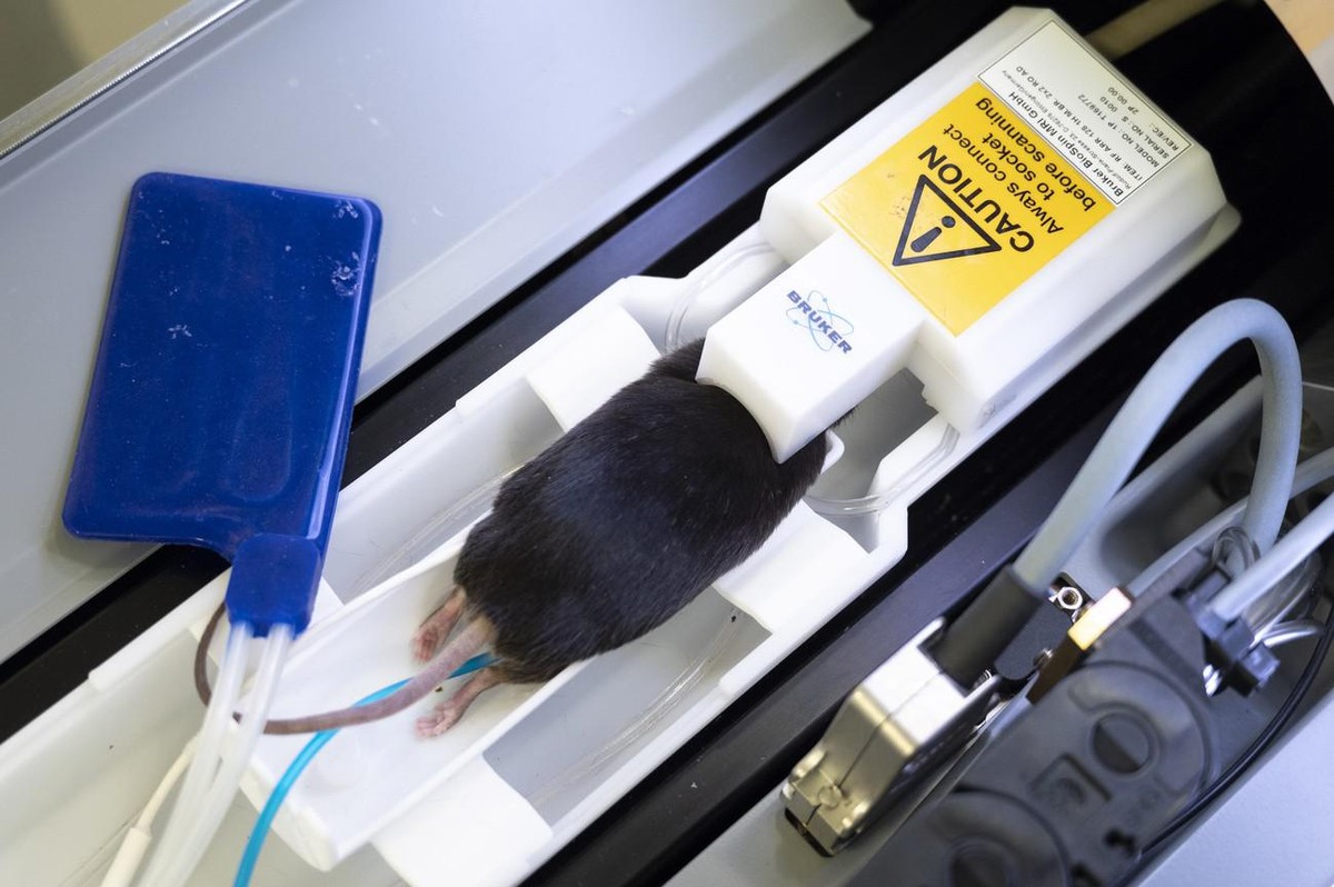 SCHWEIZ KREBSVORSCHUNG TIERVERSUCH
Une souris de laboratoire anesthesiee est preparee pour passer dans une IRM (Imagerie par résonance magnétique) dans une animalerie d'un centre de recherche sur ...