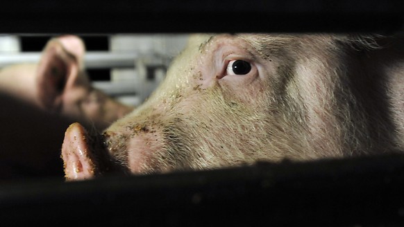 Schweine auf dem Weg in den Schlachthof. Dort werden die Vorschriften zum Tierwohl nicht immer eingehalten, wie Kontrollen im Auftrag des Bundes gezeigt haben. (Archivbild)