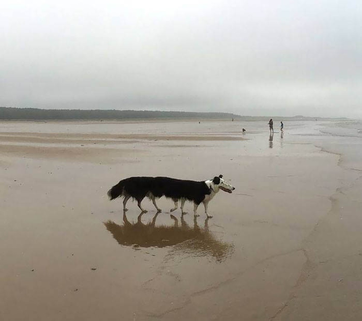 Panorama-Hunde