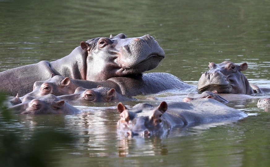 Hippos float in the lake at Hacienda Napoles Park, once the private estate of drug kingpin Pablo Escobar who imported three female hippos and one male decades ago in Puerto Triunfo, Colombia, Thursday ...