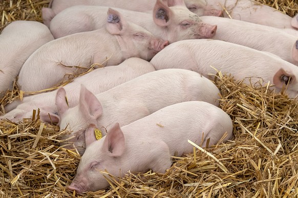 Ferkel dosen im Stroh am Medienrundgang an der Tierschau Reinach &quot;Tiere auf dem Bauernhof&quot; auf dem Neuhof in Reinach am Donnerstag, 12. April 2018. (KEYSTONE/Georgios Kefalas)