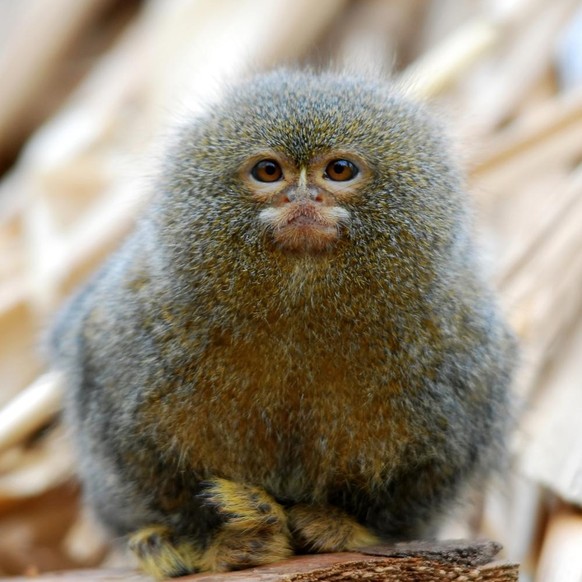 Cebuella pygmaea Zwergseidenäffchen