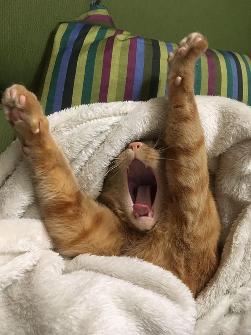 Cat yawns https://www.pinterest.com/pin/13862711334072865/