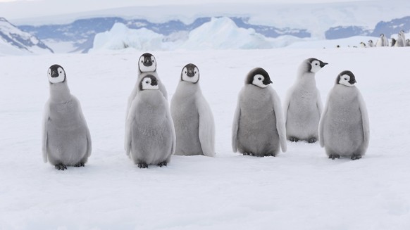 Emperor penguin chicks standing together on snowy Antarctic landscape, RUEF04830
