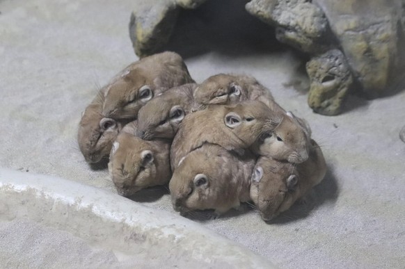 cute news tier gundi

https://www.reddit.com/r/aww/comments/1o6gmb0/gundis_are_desert_rodents_living_in_colonies/