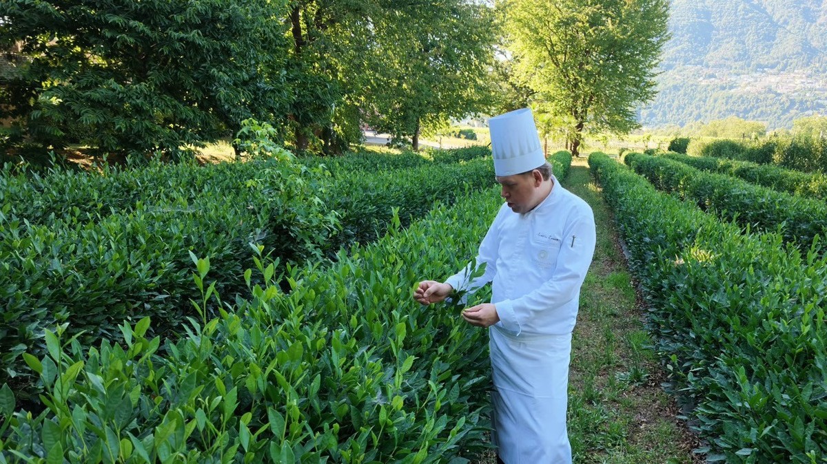 Le chef Mattias Roock peut puiser dans la production agricole de l'hôtel Castello del Sole Beach Resort &amp; Spa, à Ascona. pour créer toutes sortes de délices. Ici, dans un champ de thé vert.