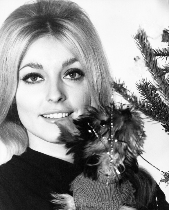 Ein Portrait der 22-jaehrigen Schauspielerin Sharon Tate zusammen mit ihrem Weihnachtsgeschenk - Yorkshire Terrier &quot;Guinness&quot;. Aufgenommen am 10. Januar 1966. (KEYSTONE/Stephan C. Archetti)