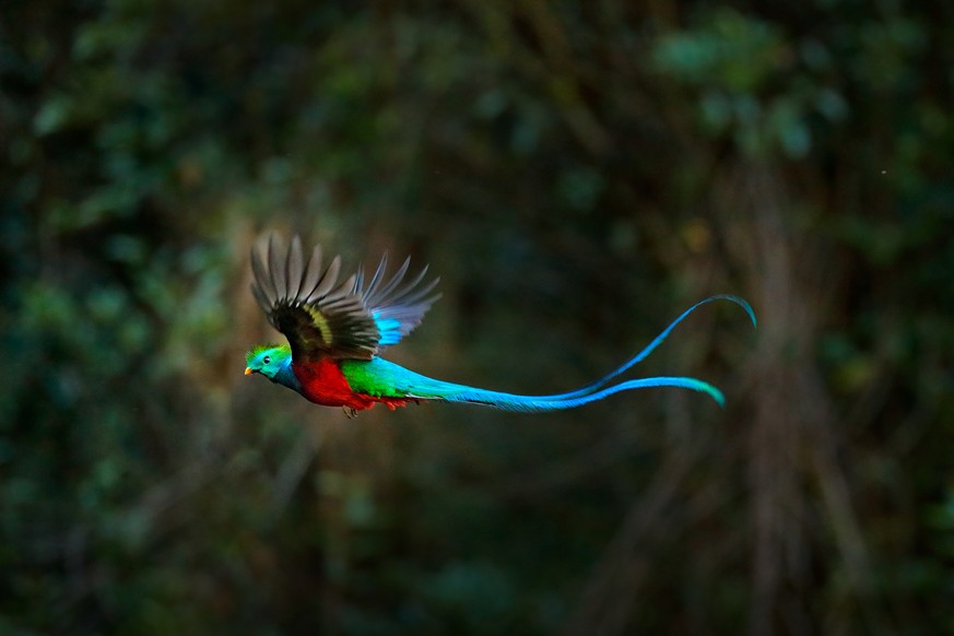 Quetzal