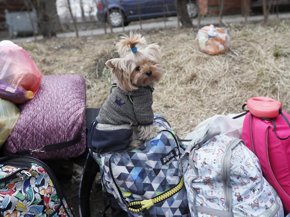 Ein kleiner Hund, der einer ukrainischen Frau auf der Flucht gehört, wartet auf einem Stapel Gepäck am rumänisch-ukrainischen Grenzübergang in Siret, Nordrumänien, 27. Februar 2022.