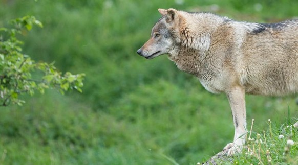 Wolf Graubünden Schweiz