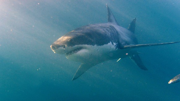 epa02212768 A Great White shark (Carcharodon carcharias) is seen from the safety of a steel cage submersed next to a boat in the Indian Ocean, Gansbaai, South Africa, Saturday 19 June 2010. Shark cage ...