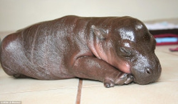 Baby-Nilpferd, Hippo
http://imgur.com/gallery/yw1ip