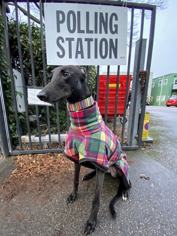 In this image posted on Twitter dog Mac, a racing greyhound, at a polling station Thursday Dec. 12, 2019. Dogs and British people go out in the winter to vote, at various places during Britain&#039;s  ...