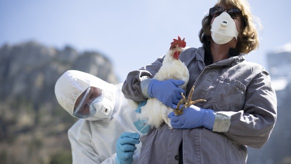 Ein Mann nimmt einen Abstrich bei einem Huhn an einer Uebung der Seuchenwehr des Zivilschutzes zur Vogelgrippe, am Donnerstag, 4. Mai 2023, in Glarus. Die im Rahmen der Uebung gekeulten Tiere stammen  ...