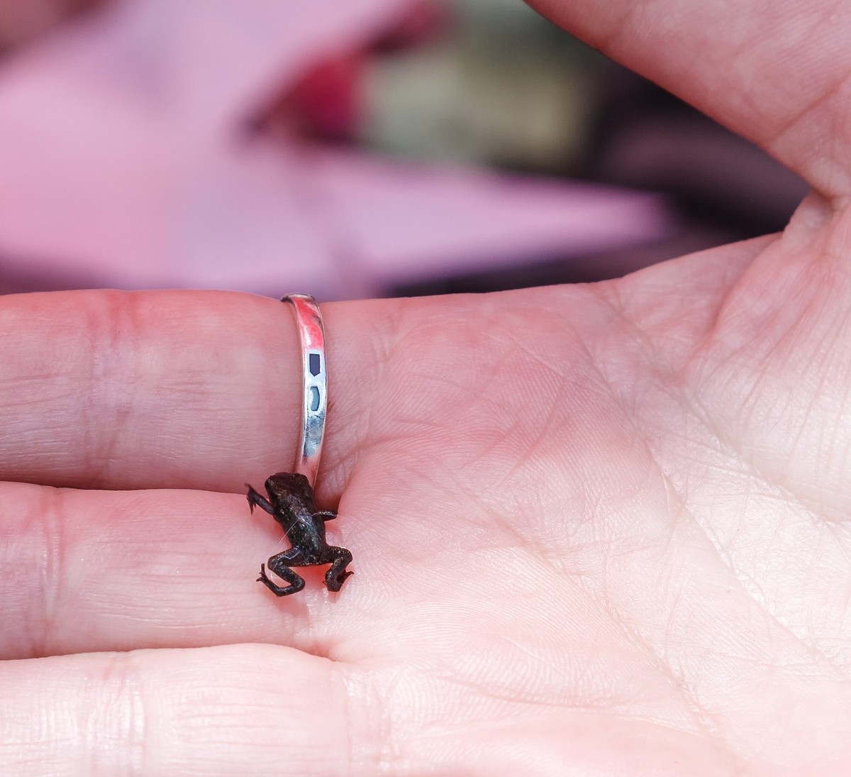The smallest frog sits on the hand. Papua New Guinea