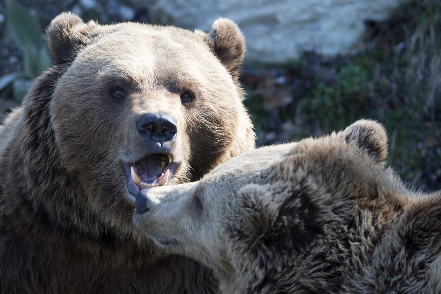 Finn und Ursina dürfen sich nun wieder in Bern balgen.