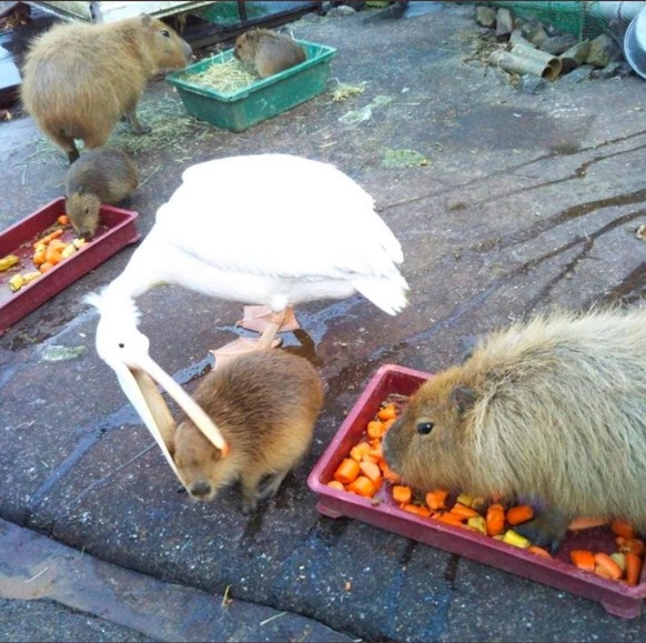 Pelican and capybara https://www.reddit.com/r/AnimalsBeingDerps/comments/11kfqzj/snac/