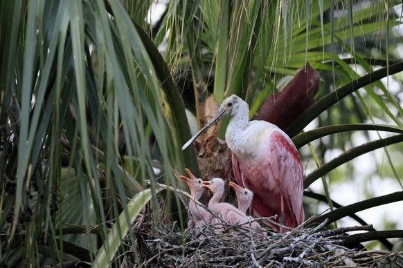 Rosalöffler Platalea ajaja, adult, drei Jungtiere, drei Küken, auf Nest, am Brutplatz, auf Baum, Sozialverhalten, St. Augustine, Florida, Nordamerika, USA, Nordamerika Roseate spoonbill Platalea ajaja ...